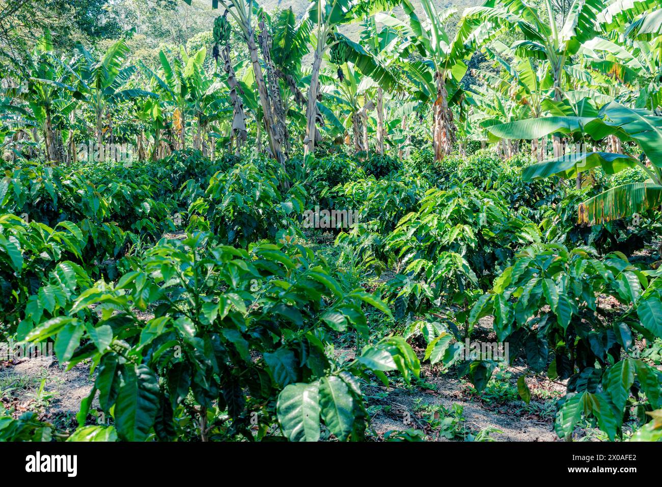 Allgemeine Sicht auf eine Kaffee- und Bananenplantage im Bergregion Kolumbiens Stockfoto