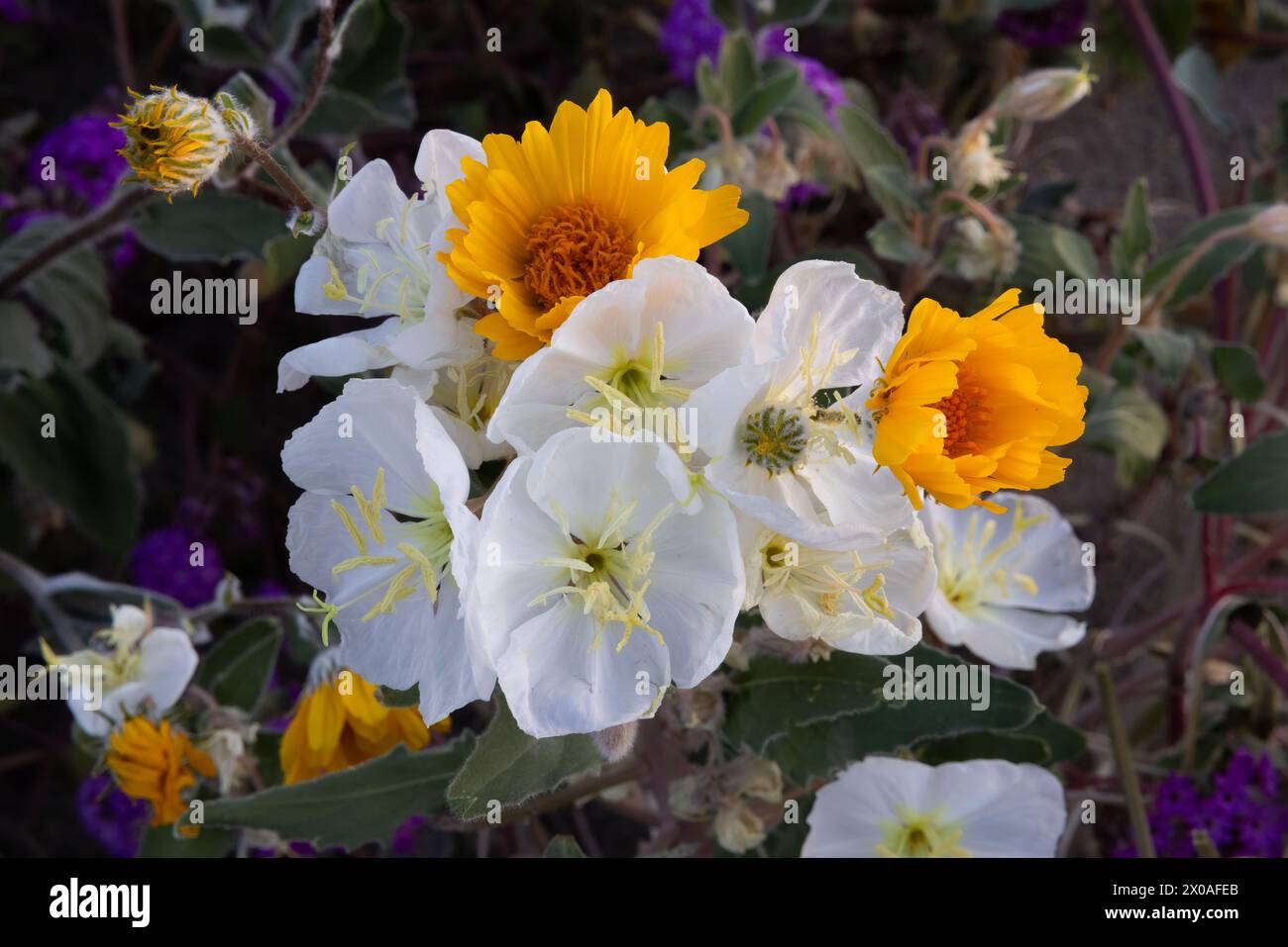 Dune Evening Primrose and Desert Sunflower, Anza-Borrego Desert Sate Park, Kalifornien Stockfoto