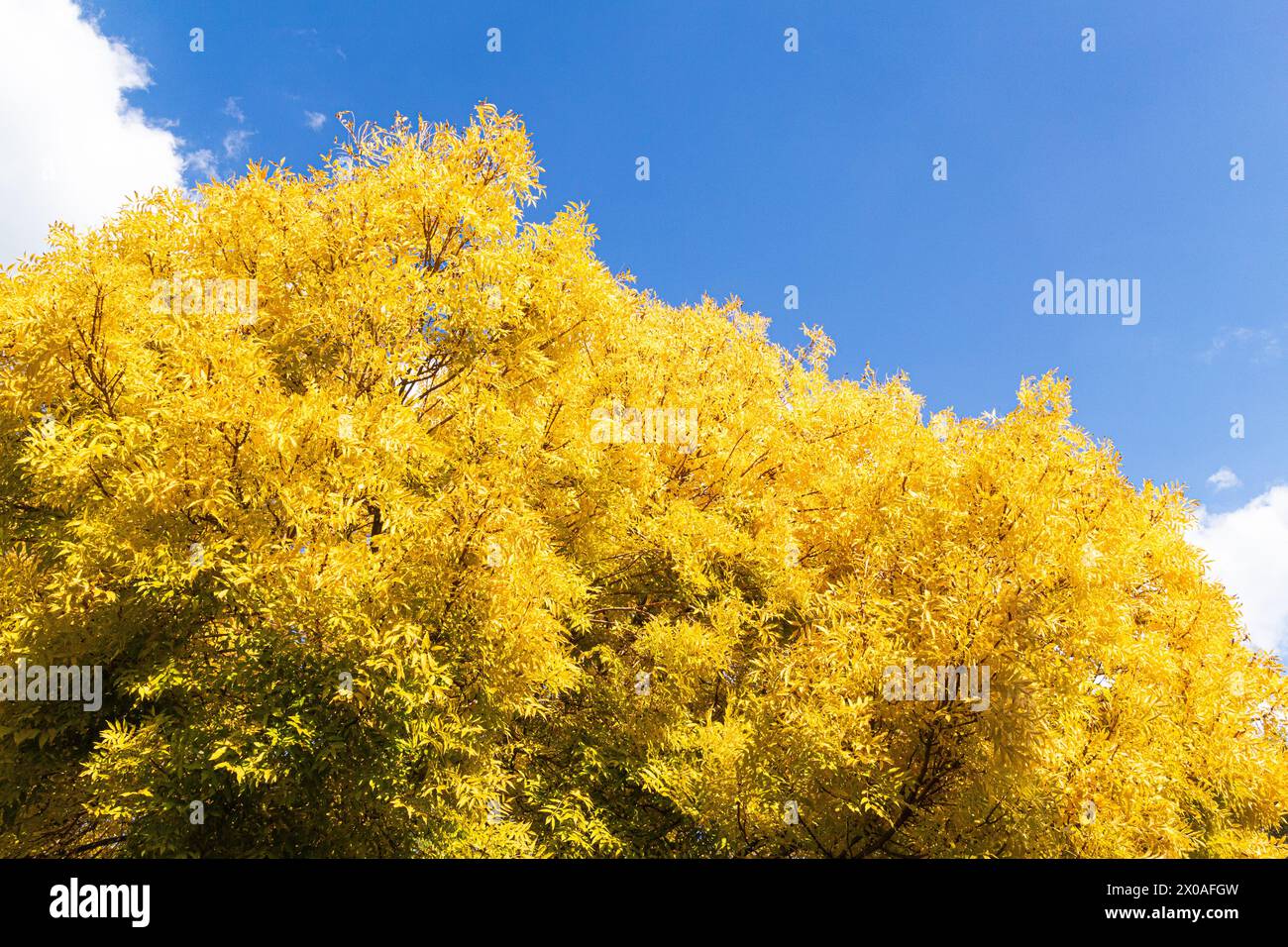 Goldene Blätter und Ahornbäume im Herbst in Myrtleford Victoria Australien Stockfoto