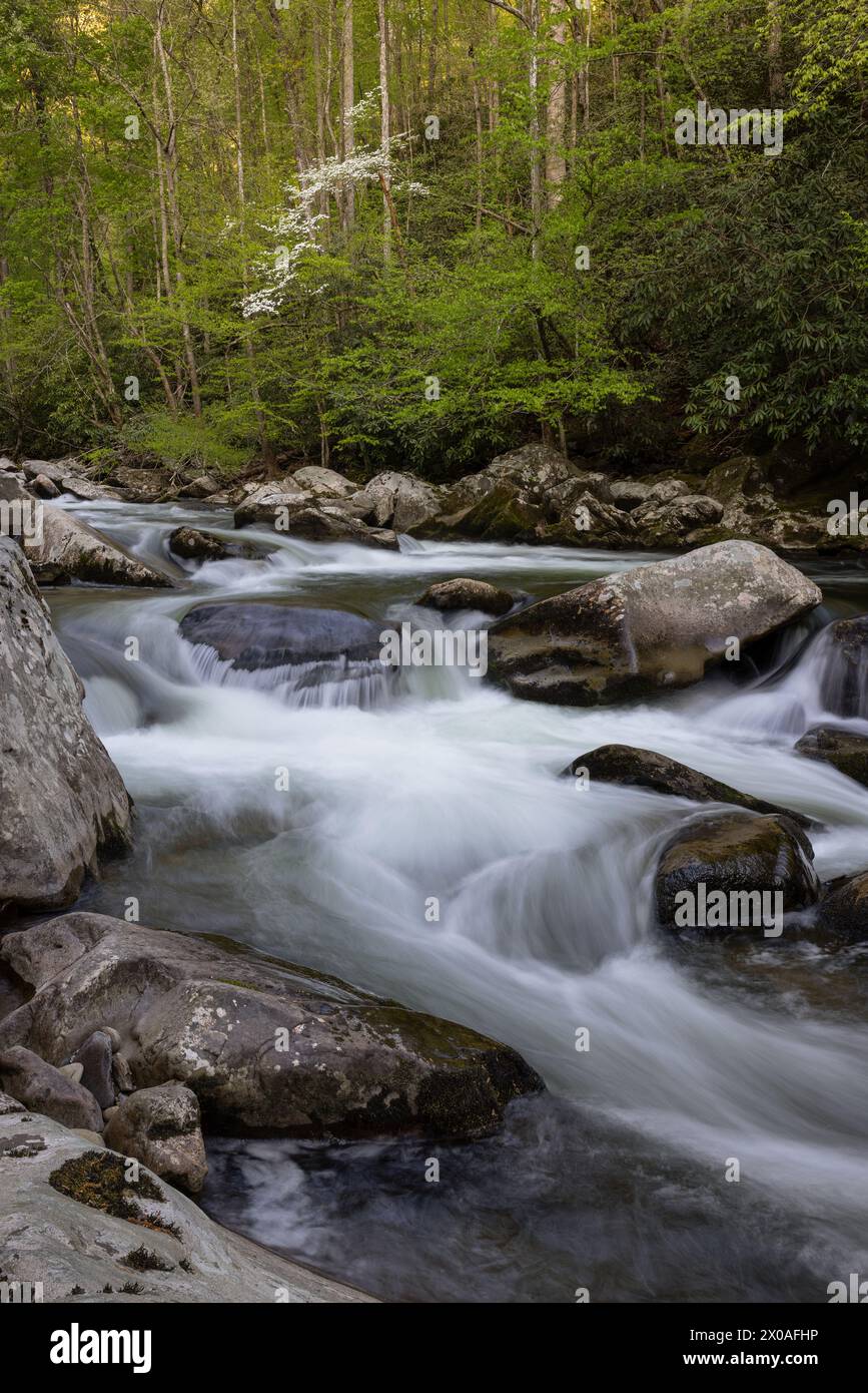 Little River entlang der Little River Gorge Road, Great Smoky Mountains National Park, Tennessee Stockfoto