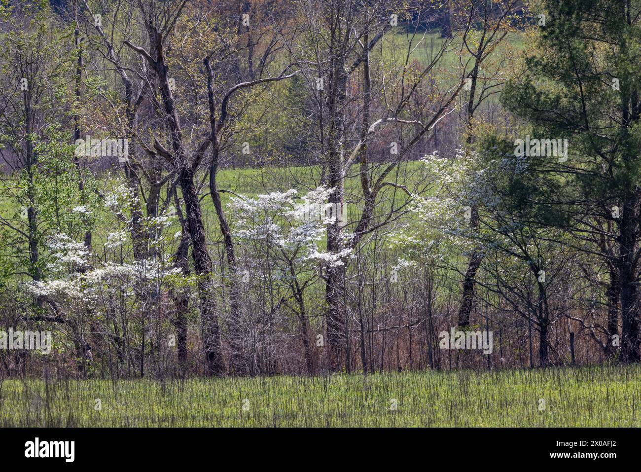 Eine Reihe hinterleuchteter Bäume am Morgen, Cades Cove, Great Smoky Mountains National Park, Tennessee Stockfoto