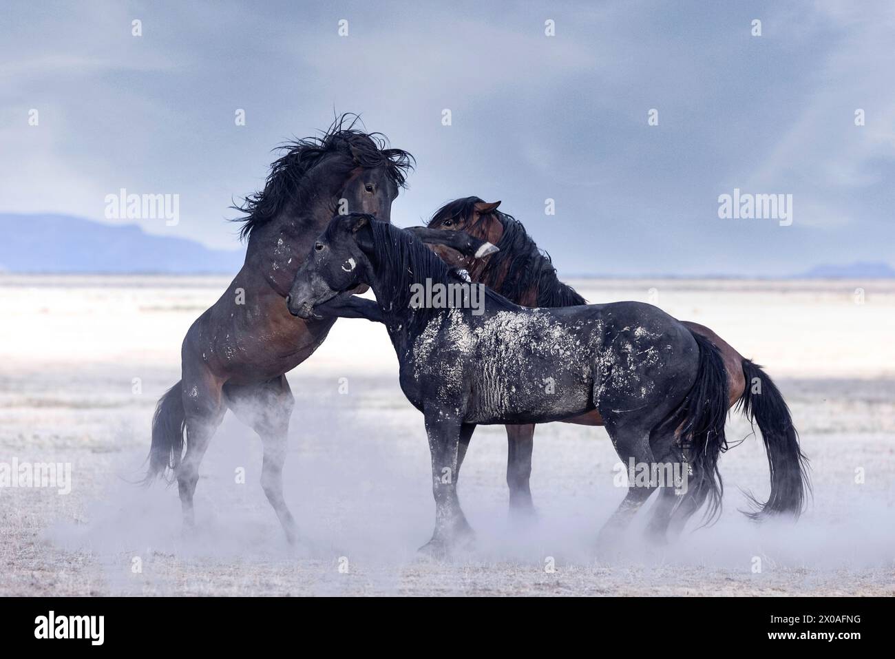 Die Wildpferdeherde des Onaqui Mountain hat eine leichte bis mittelschwere Struktur und ist in Farben wie Sauerampfer, roan, Buchleder, Schwarz, Palomino, und grau. Stockfoto