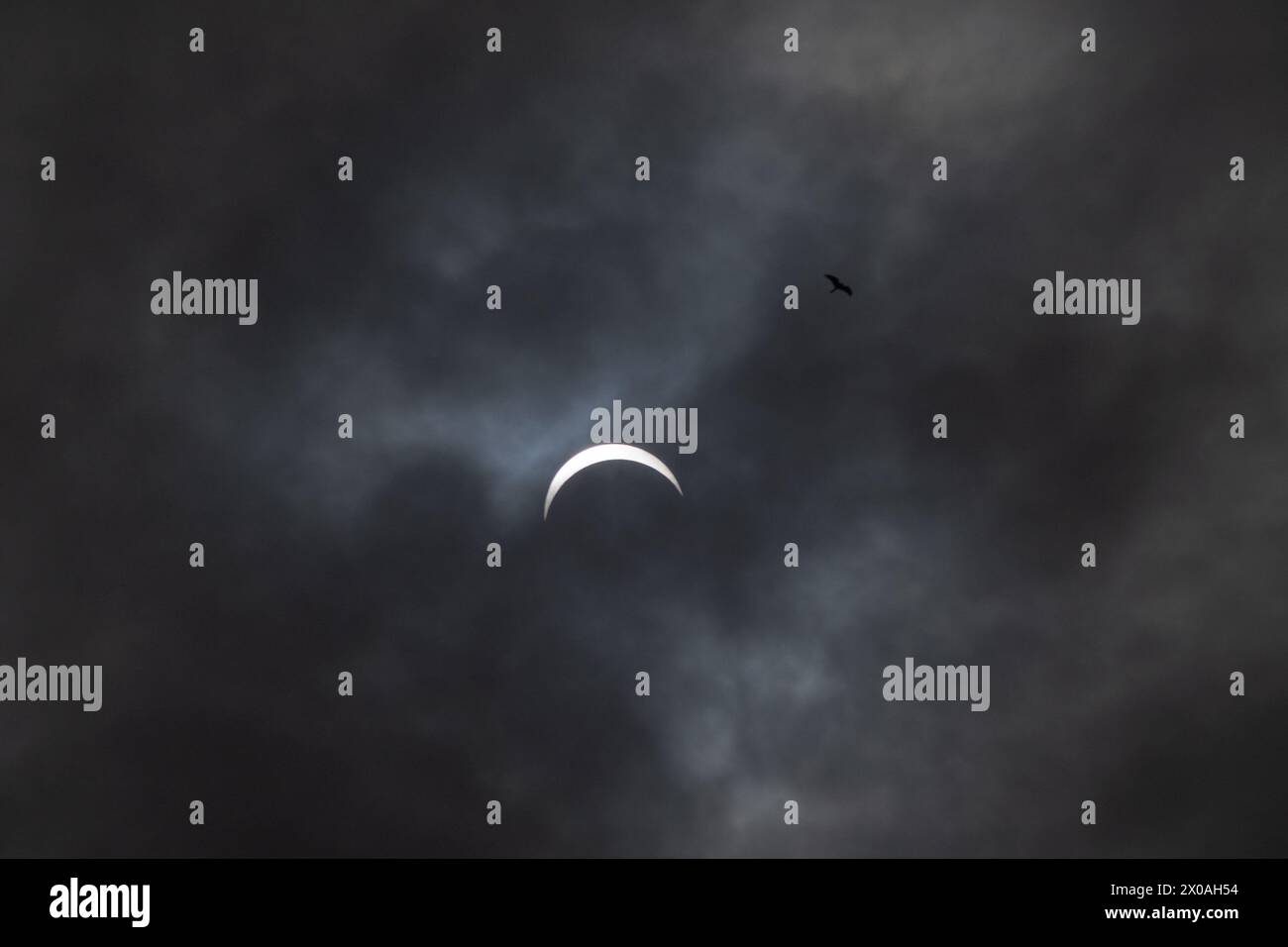 Partielle Sonnenfinsternis mit Vogel - Mond bedeckt Sonne, dunkle Wolken, himmlisches Drama - Halbmondsonne - atmosphärische Stimmung. Aufgenommen in Toronto, Kanada. Stockfoto