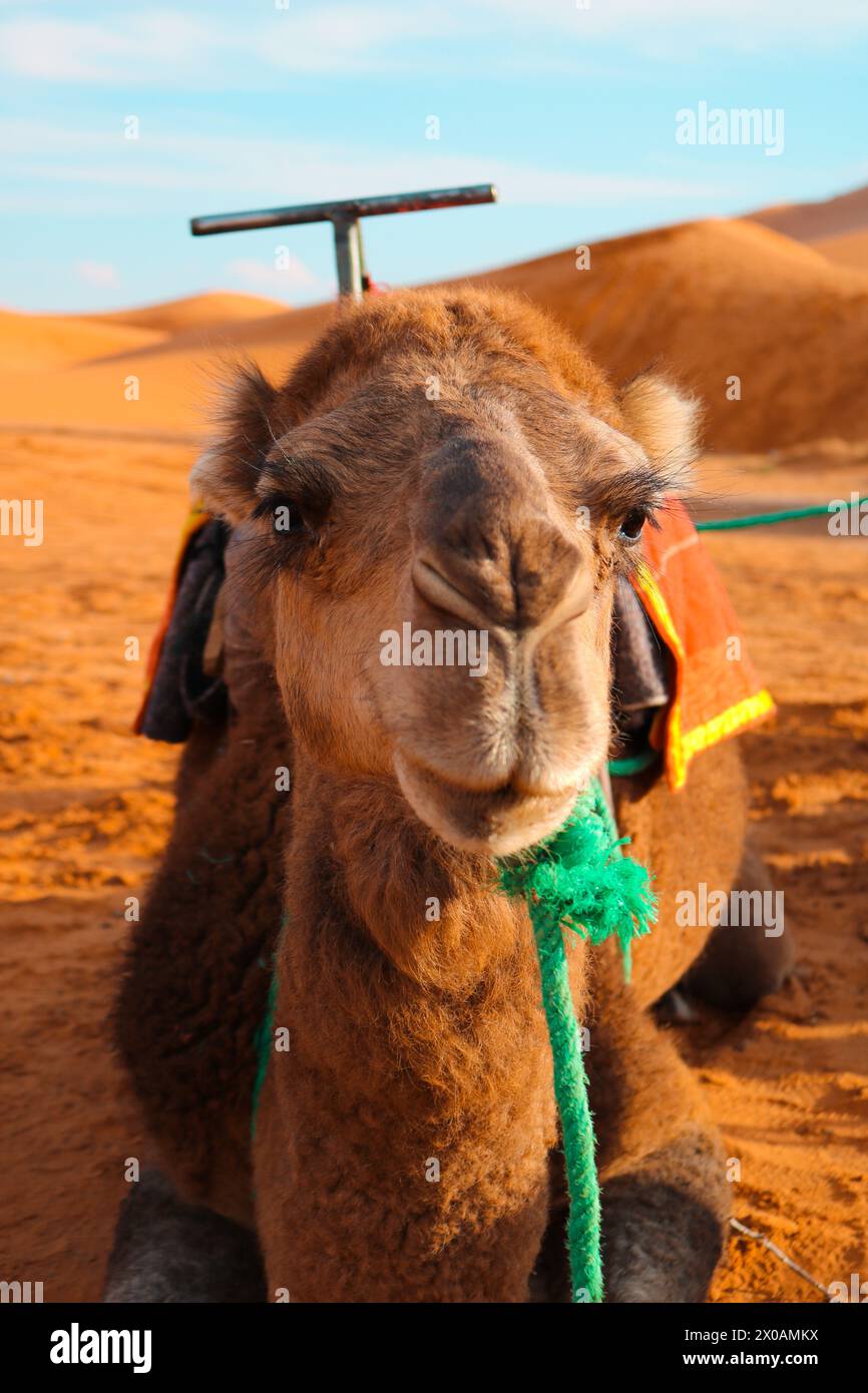 Niedliches Kamel in der Sahara Stockfoto