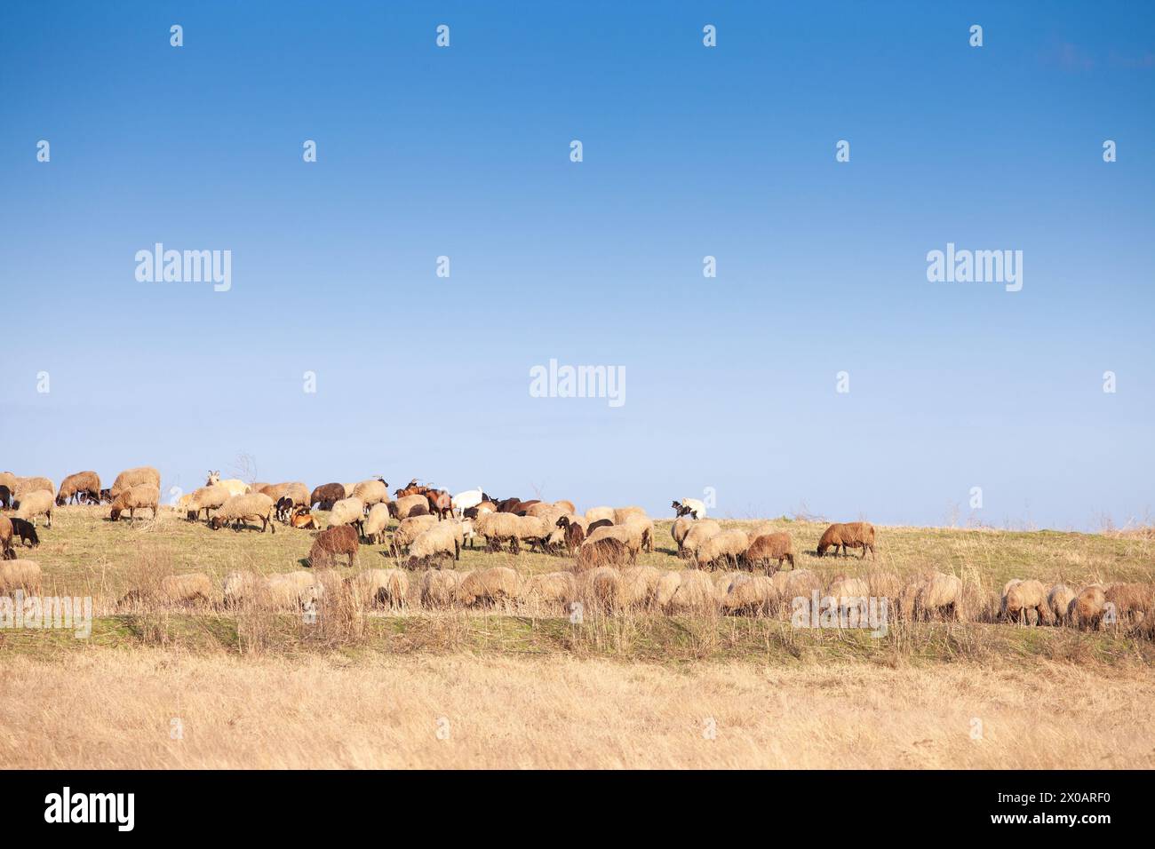 Bild von Schafen, weißen Schafen, stehend auf einer Weide. Schafe sind vierbeinigen, Wiederkäuer Säugetiere in der Regel als Vieh gehalten. Wie die meisten Wiederkäuer, Shee Stockfoto