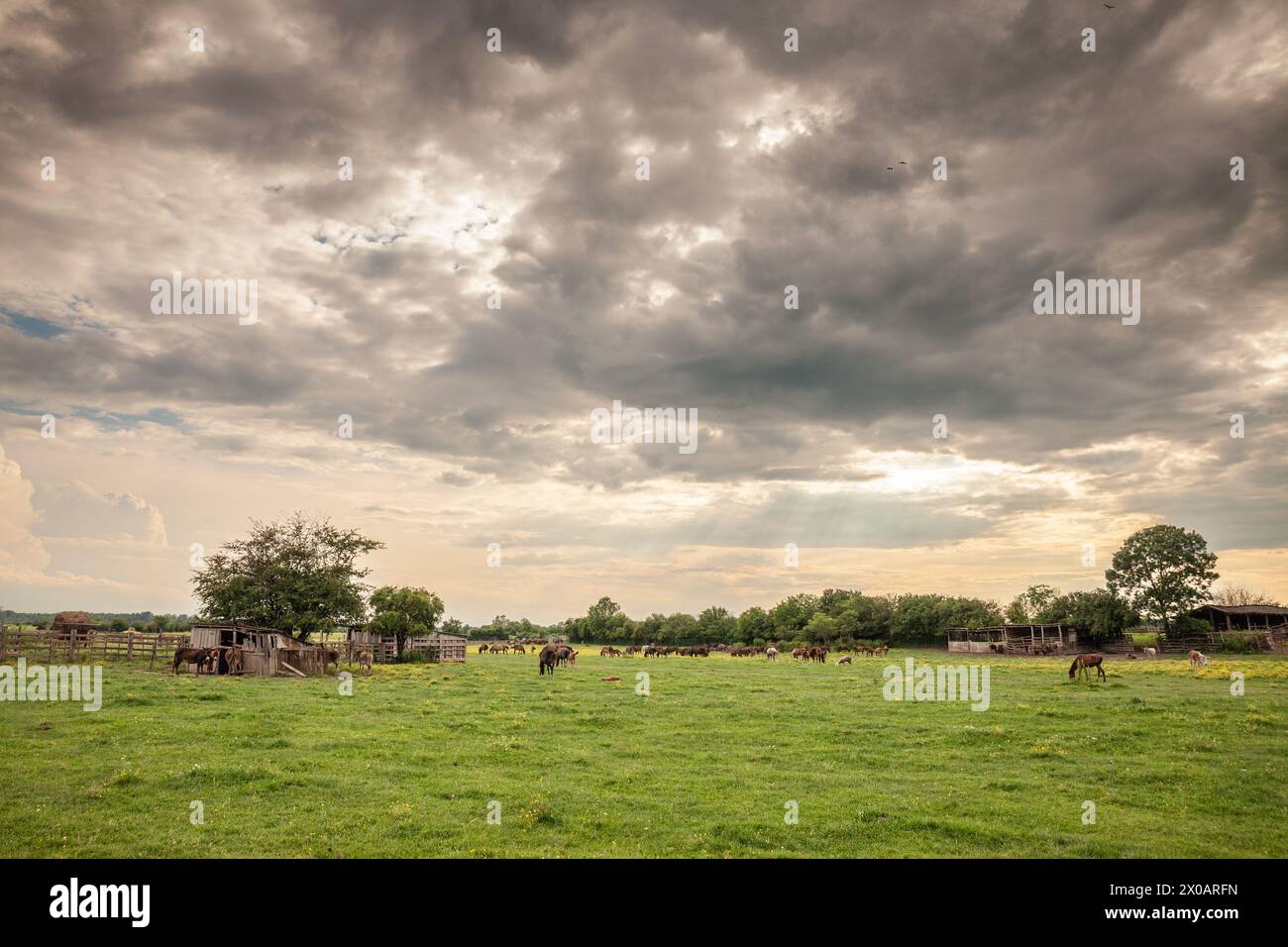 Bild von Pferden, die bei Sonnenuntergang in Zasavica, Serbien weiden und Gras essen. Das Pferd ist ein domestiziertes, einzehiges, hufiges Säugetier. Es gehört dem taxo Stockfoto