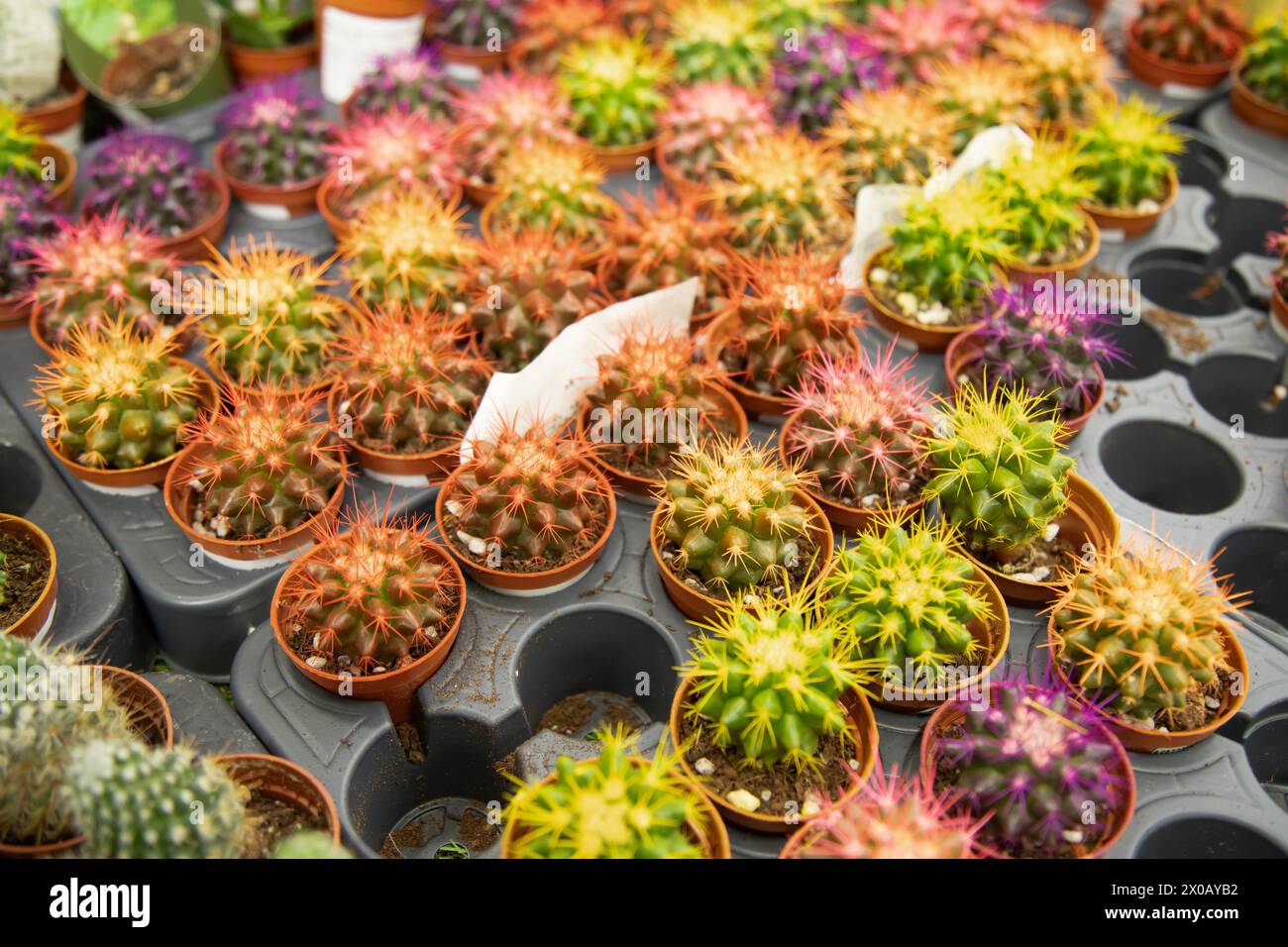 Kleine dekorative Kakteen in kleinen Töpfen. Grüngartengeschäft für den Hauspflanzenmarkt Stockfoto