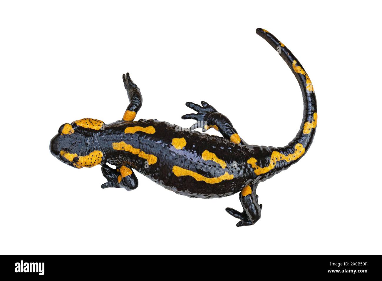 Feuer Salamander isoliert über weißem Hintergrund (Salamandra salamandra) Stockfoto