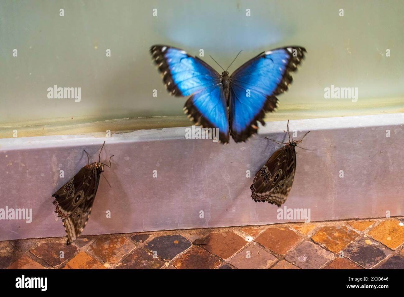 Smithsonian National Museum of Natural History, in der National Mall in Washington, D.C., USA Stockfoto