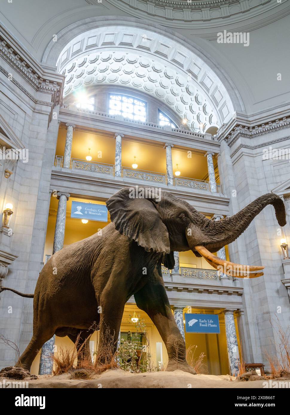 Smithsonian National Museum of Natural History, in der National Mall in Washington, D.C., USA Stockfoto