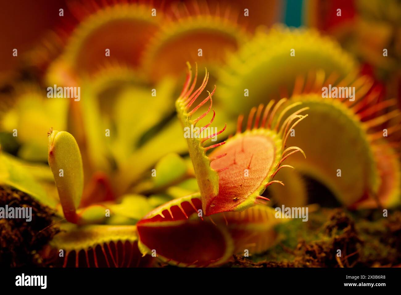 Venus Flytrap Pflanze (dionaea muscipula) in einem Topfseitenansichtsraum für Text. Stockfoto
