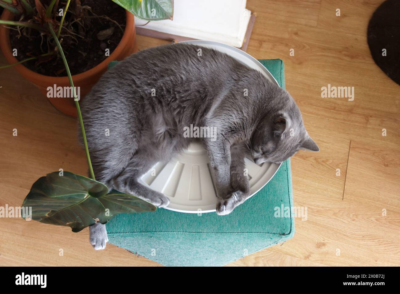 Graue schwarze Katze, die sich hinlegt und das Leben und die Dinge um ihn herum beobachtet, mit grüner Pflanze darüber. Stockfoto