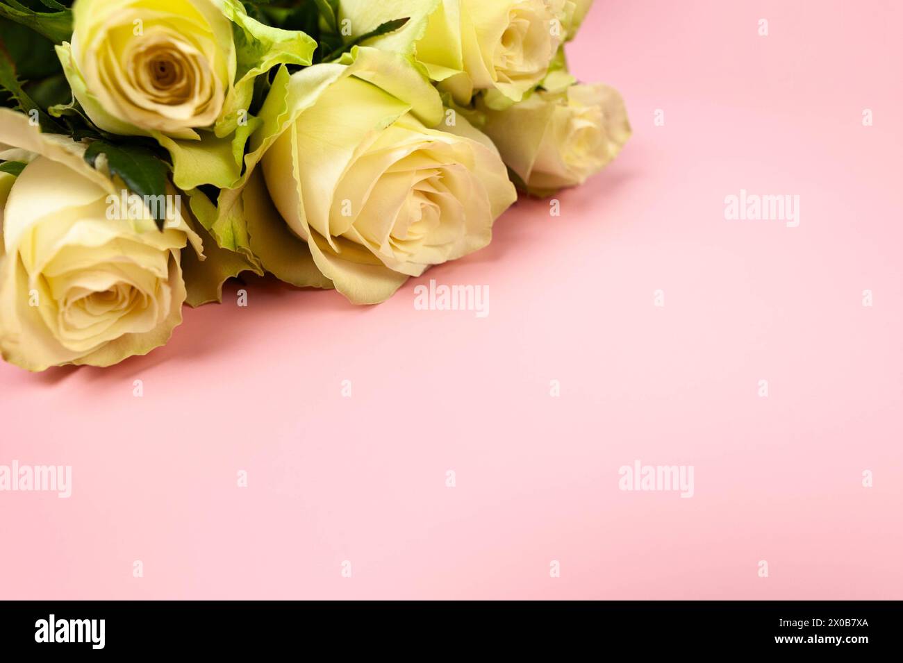 Weißer Rosenstrauß auf rosafarbenem Hintergrund. Blumen, Kopierraum. Stockfoto