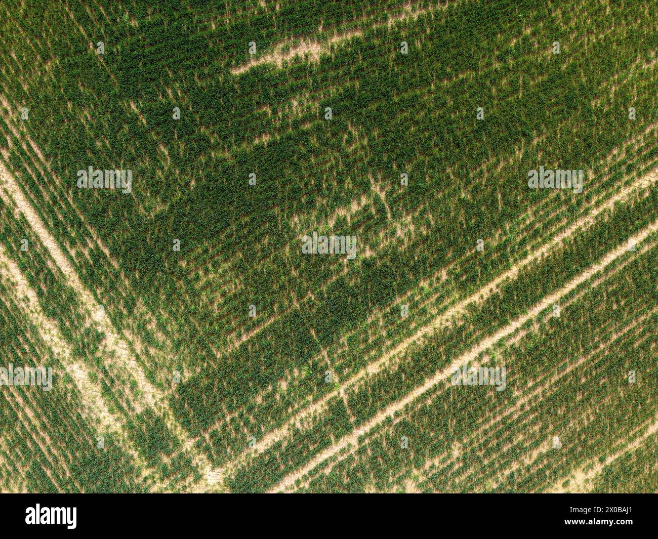 Feld mit kleinen Pflanzen, die mit Drohne erfasst wurden Stockfoto