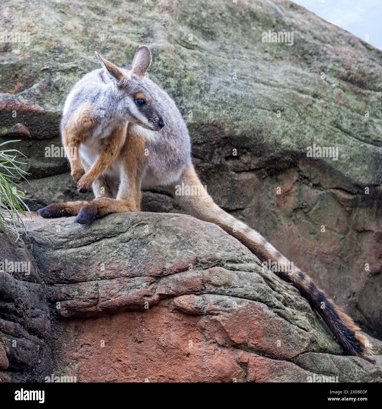 Gelbfüßige Steinwallaby, Petrogale xanthopus oder Ringschwanz-Steinwallaby, auf felsigem Felsvorsprung. Eine gefährdete Spezies, die in South Australia endemisch ist Stockfoto