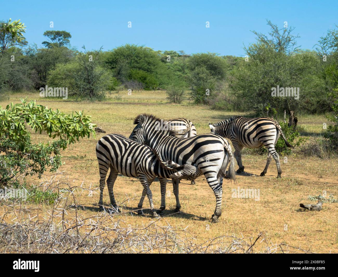 Das Zebra einer Mutter Grevys saugt ihr junges Fohlen in der Savanne. Okawango Delta, Botswana, Afrika. Nahaufnahme. Stockfoto