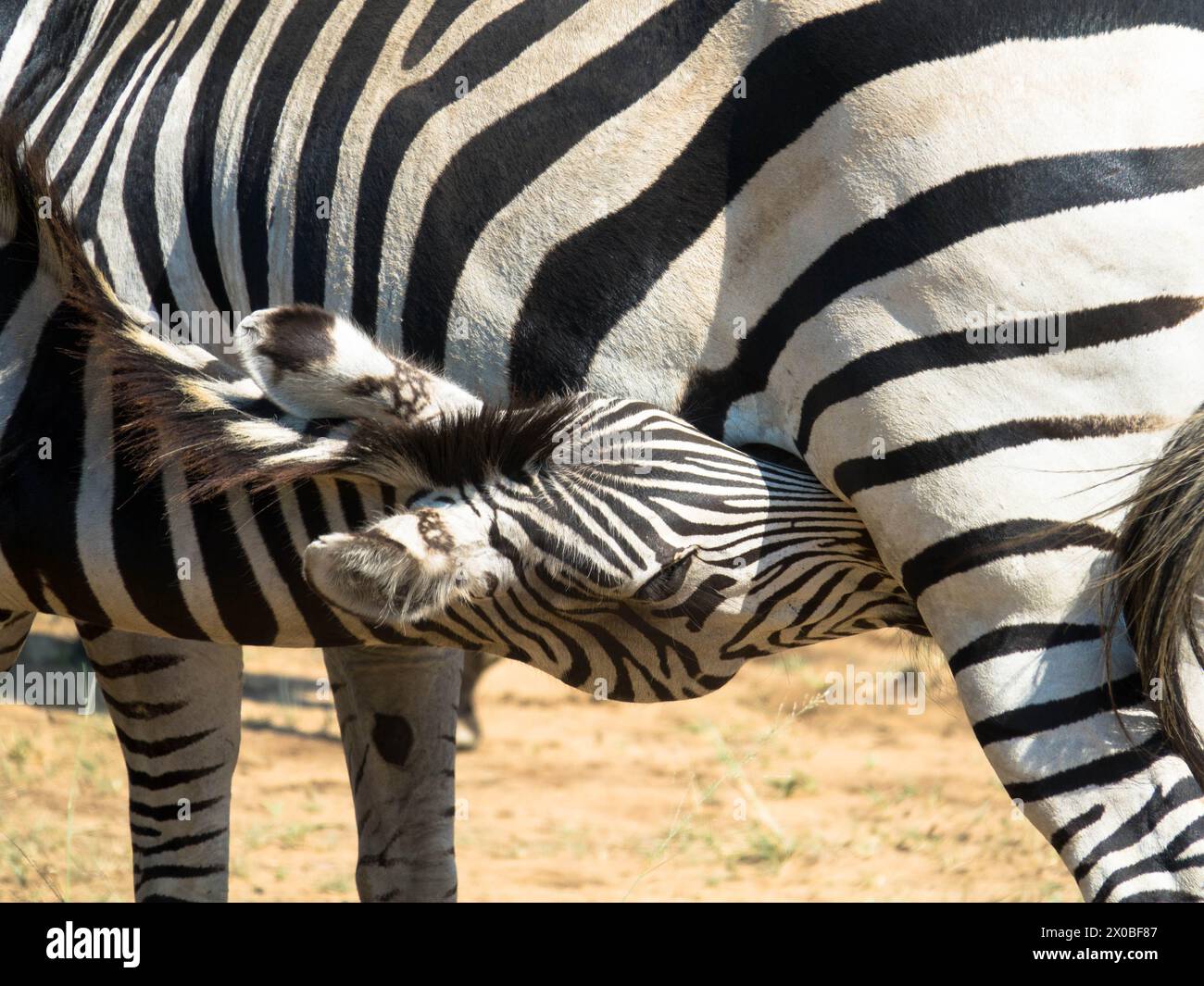 Das Zebra einer Mutter Grevys saugt ihr junges Fohlen in der Savanne. Okawango Delta, Botswana, Afrika. Nahaufnahme. Stockfoto