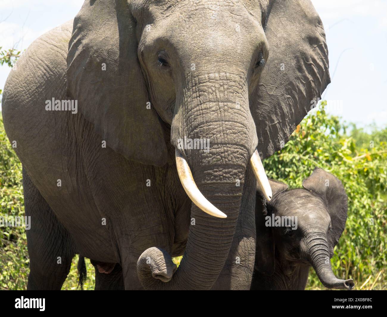 Elefantenfrau mit Kalb, die im chobe Nationalpark spaziert. Nahaufnahme. Tourismus- und Urlaubskonzept. Stockfoto