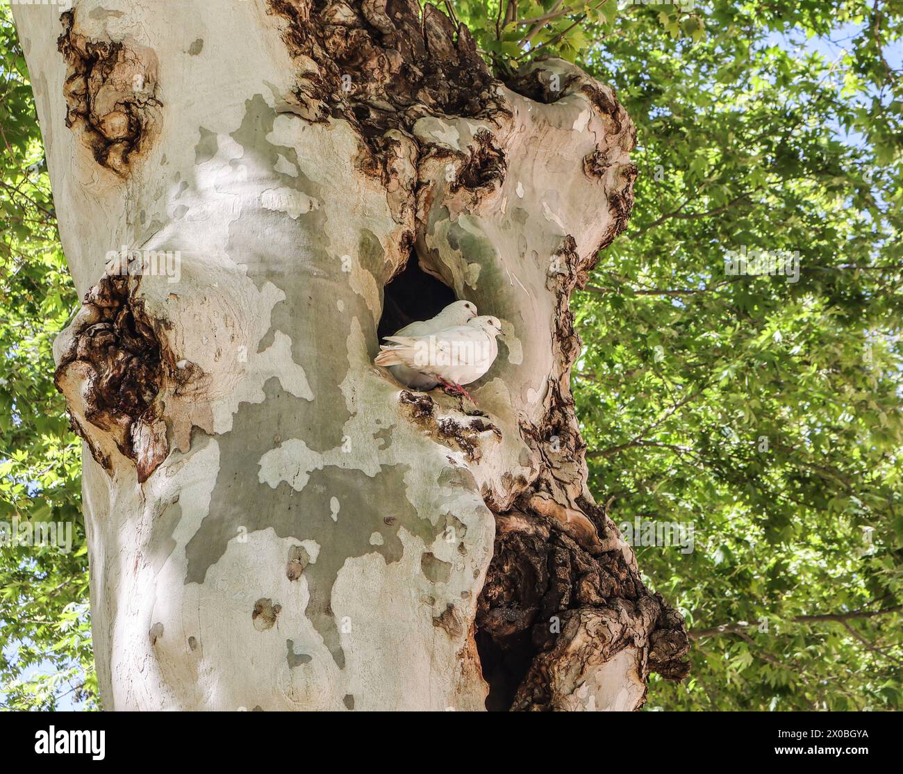 Sevilla, Andalusien, Spanien. April 2024. Zwei Weiße Tauben teilen sich ein Nest entlang der Bäume in der Alameda de Hercules.Paul Quezada-Neiman/Alamy Iive News Credit: Paul Quezada-Neiman/Alamy Live News Stockfoto