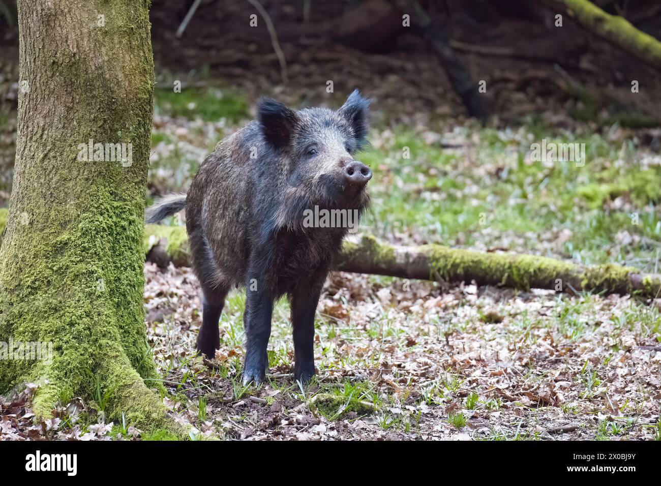 Wildschwein schnüffelt die Luft im Wald von Dean Stockfoto