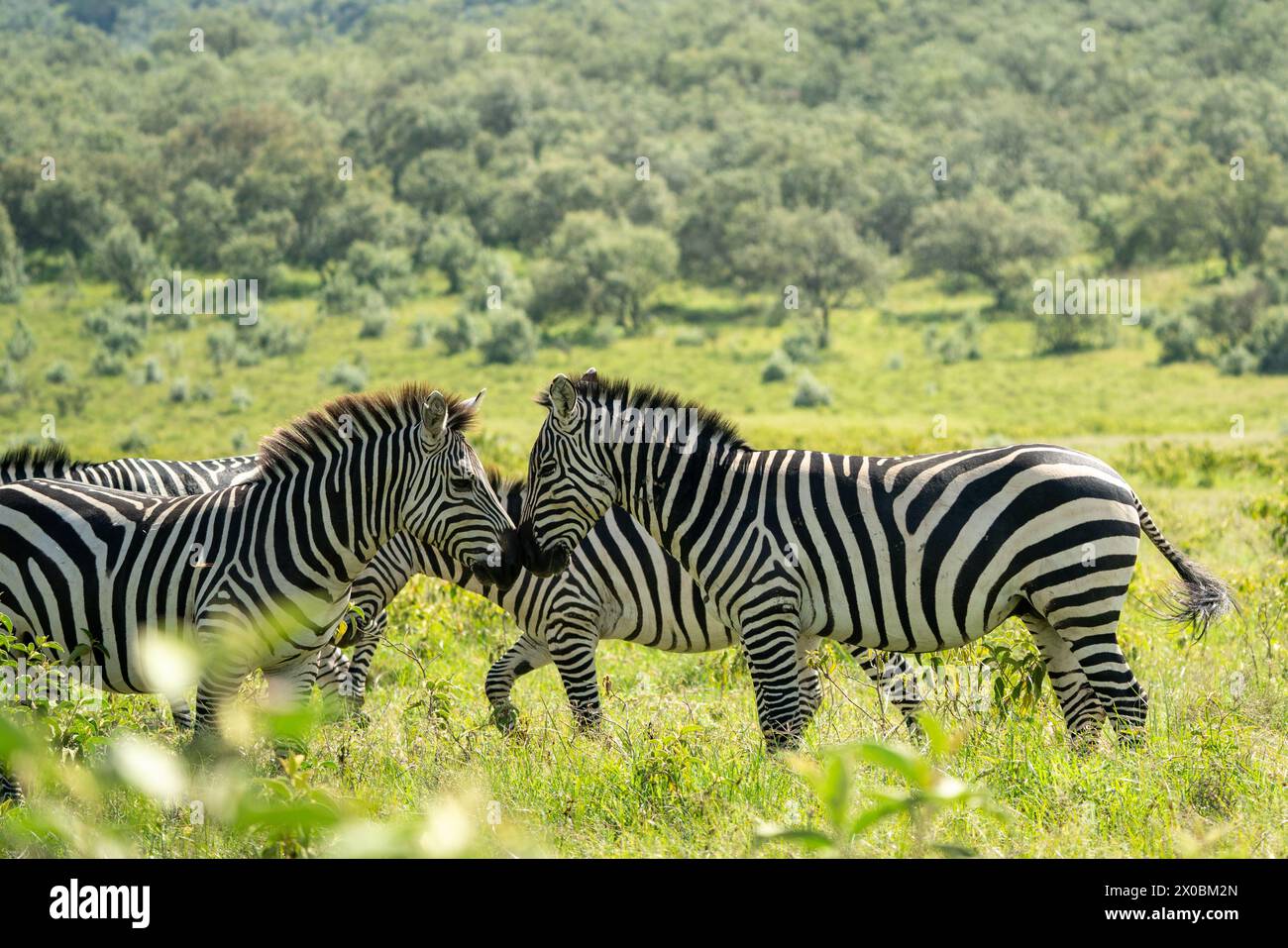 Kenia im Naturschutzgebiet kenias Stockfoto