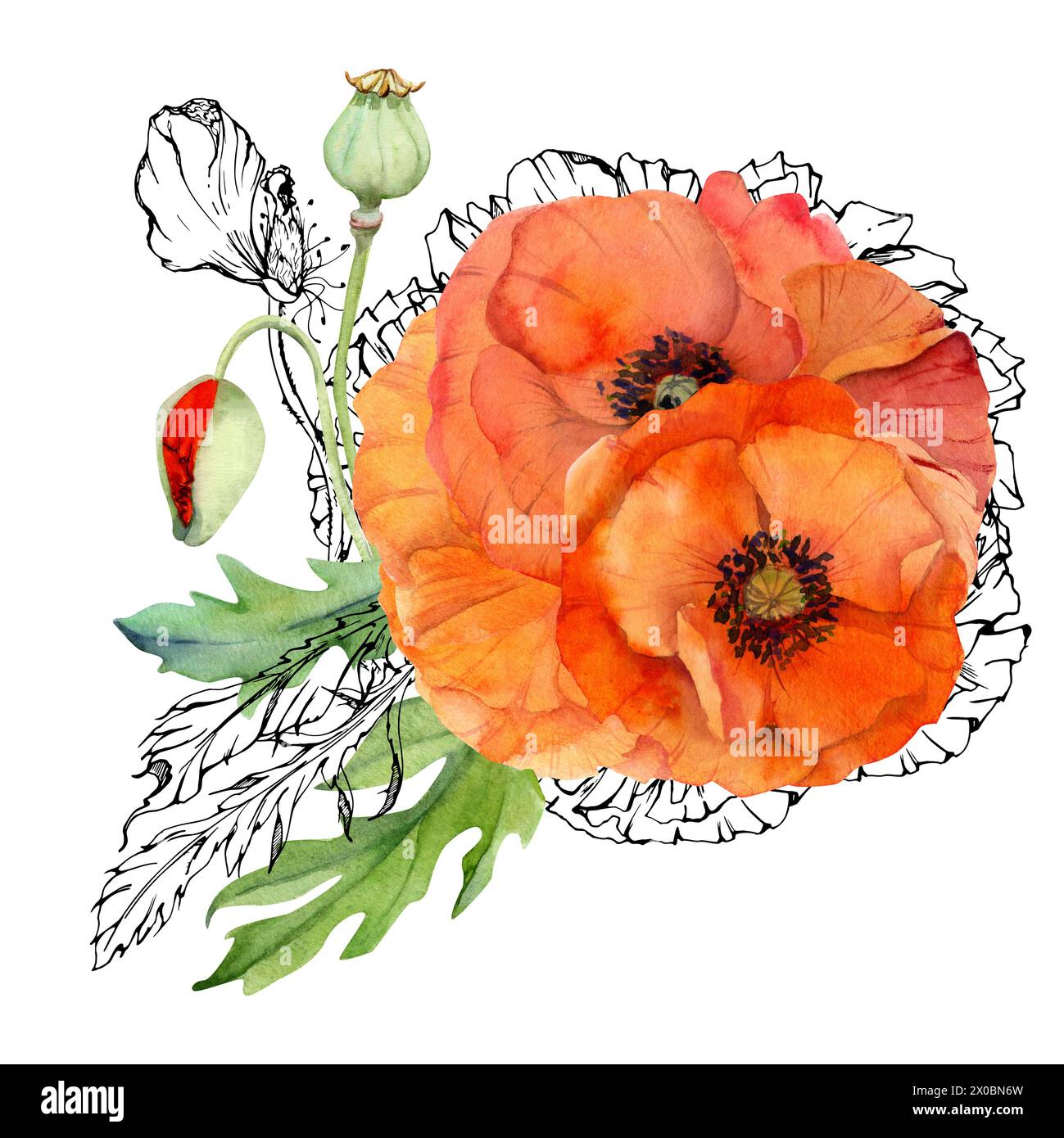 Handgezeichnete Aquarelle botanische Illustration Blumen Blätter. Roter Mohn Papaver, Stiele Knospen Samenkörner. Feldstrauß isoliert auf weißem Hintergrund Stockfoto