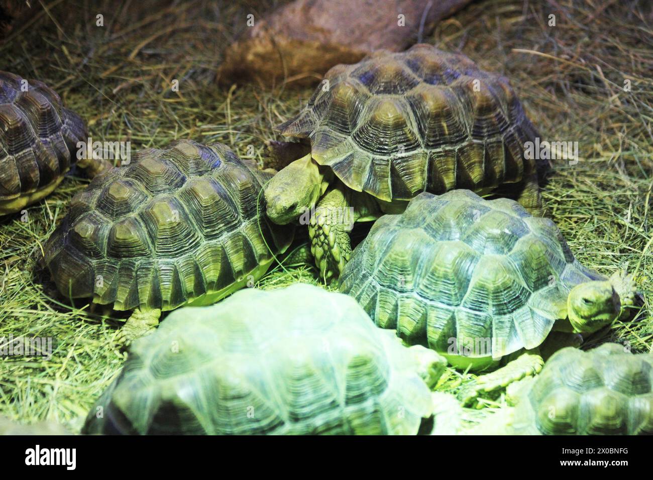 Exotische Landschildkröte in ihrem neuen Zuhause Stockfoto