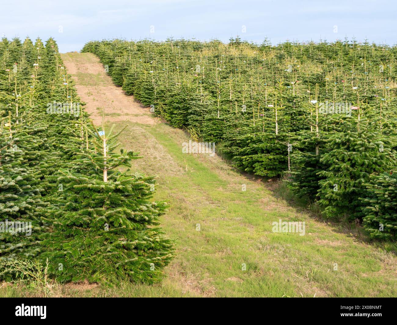 Baumreihen am Hang auf der Weihnachtsbaumplantage in Dyreborg, Faaborg-Midtfyn, Fünen, Süddänemark Stockfoto