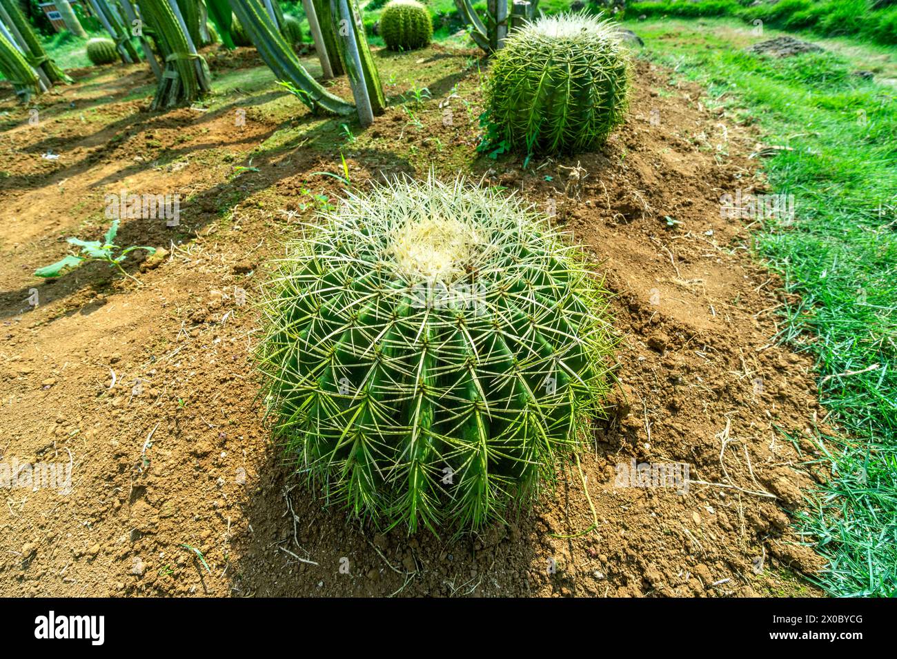 Große Kakteen im Park. Stockfoto