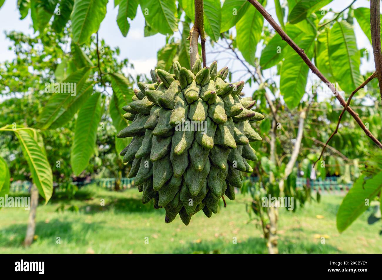 Frischer grüner Pudding-Apfel auf dem Baum Stockfoto