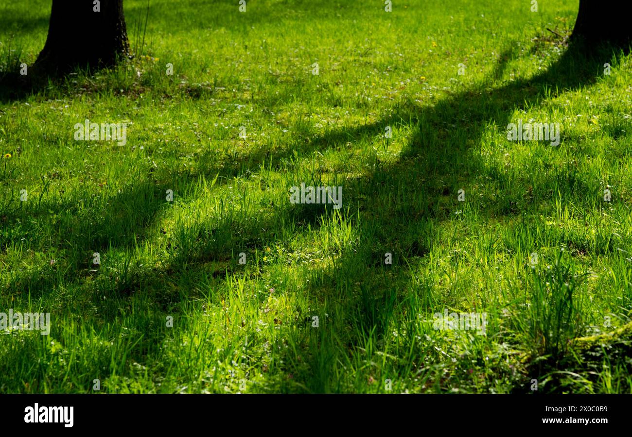 Sehen Sie eine frische grüne Wiese, zwei Stämme oben und einen großen Schatten eines Baumes in diagonaler Richtung quer durch das Bild Stockfoto
