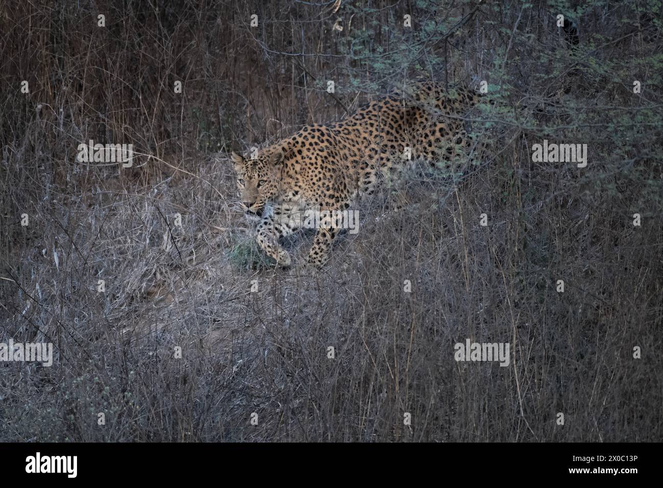 Indischer Leopard (Panthera pardus fusca), der durch das Dickicht im Jhalana Leopard Reserve in Rajasthan, Indien, spaziert Stockfoto