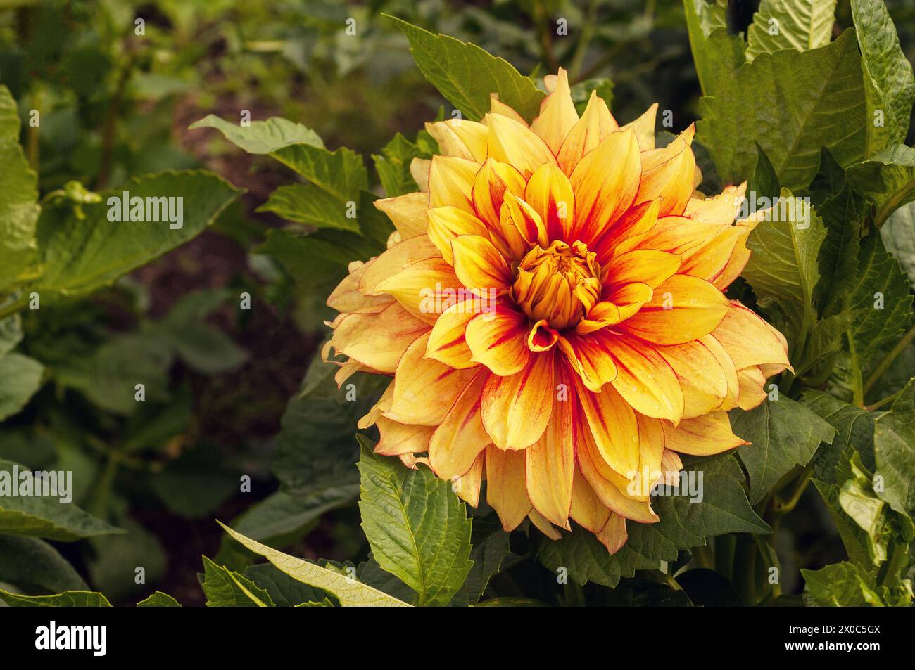 Nahaufnahme von Dahlia blendende Sonne ein goldener gelber und roter Teller dekorativer Dahlien Sommer blühender halbharter Frost zarte Laub-Staude Stockfoto