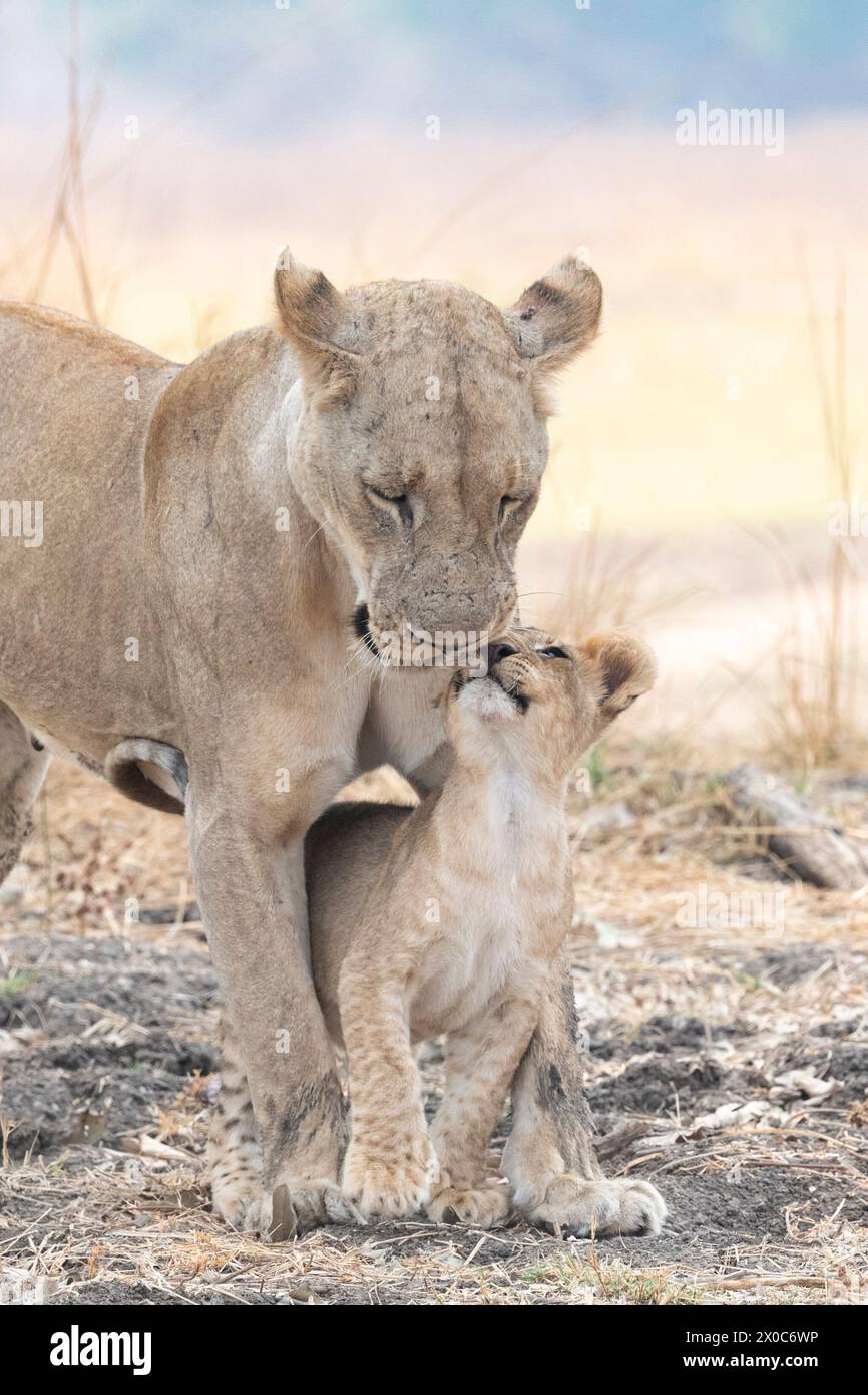 Löwin und ihr Junges teilen etwas Liebe SAMBIA ENTZÜCKENDE Bilder einer Löwin, die ihr Kind mit Zuneigung duscht, wurden in South Luangwa Nat festgehalten Stockfoto
