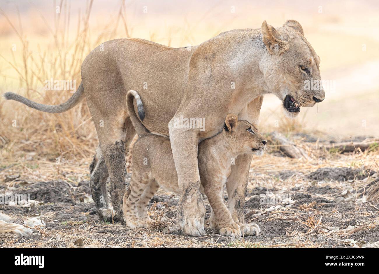 Junge schaut seine Mutter an SAMBIA BEZAUBERNDE Bilder einer Löwin, die ihr Kind mit Zuneigung duscht, wurden im South Luangwa National Par aufgenommen Stockfoto