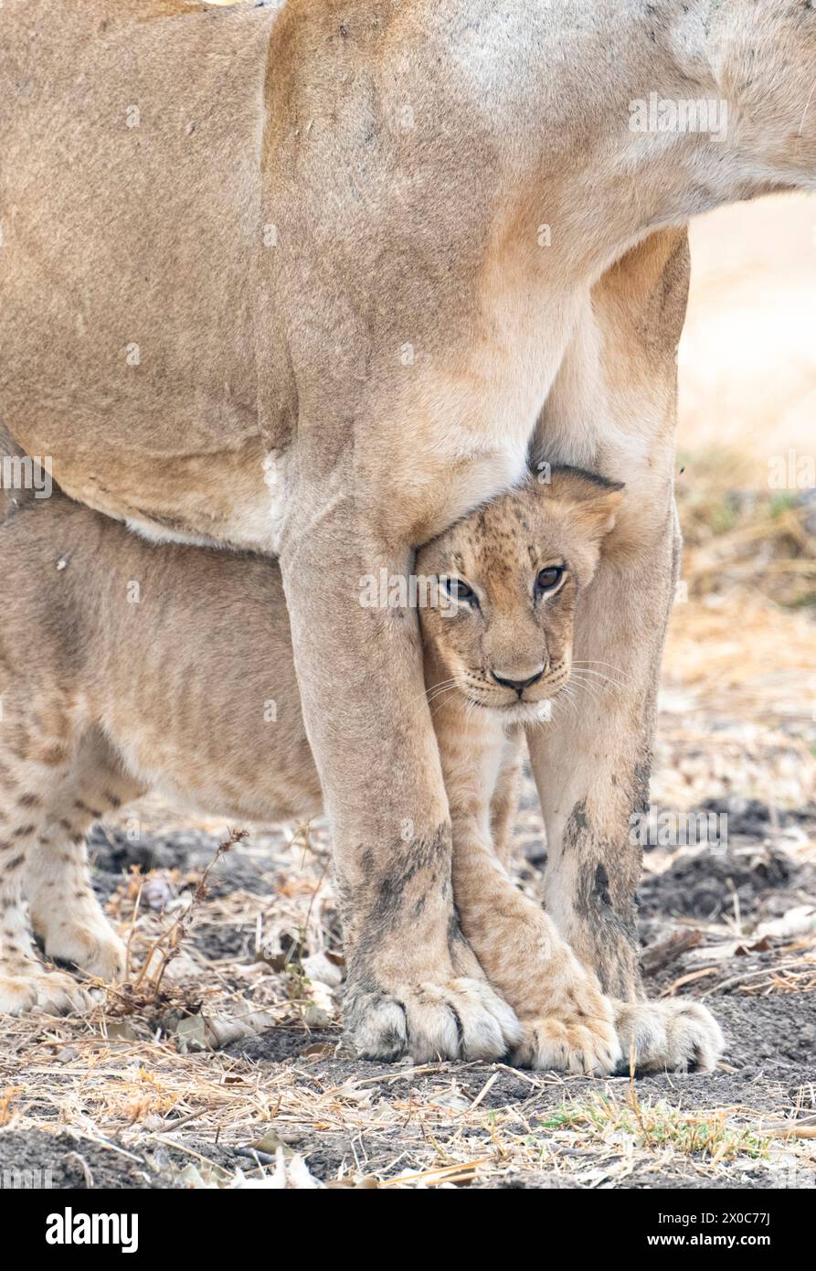 Süße Bindung von Jungtier und Mutter SAMBIA BEZAUBERNDE Bilder einer Löwin, die ihr Kind mit Zuneigung duscht, wurden im South Luangwa National Park festgehalten Stockfoto