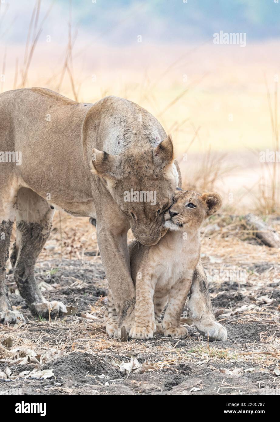 Der Stolz ist bekannt als Hollywood Pride wegen seines außergewöhnlich guten Aussehens. SAMBIA ENTZÜCKENDE Bilder einer Löwin, die ihr Kind duscht Stockfoto