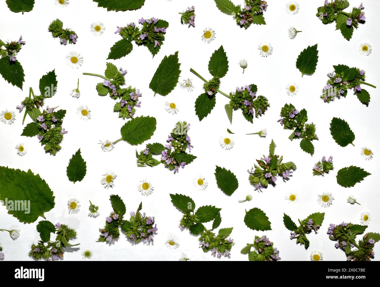 Strukturmuster mit violetten Blüten, grünen Blättern und Kamillenblüten auf weiß. Stockfoto