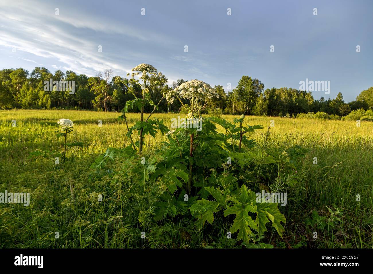 Sosnowskys Hogweed Heracleum sosnowskyi gefährliche invasive Pflanze Stockfoto