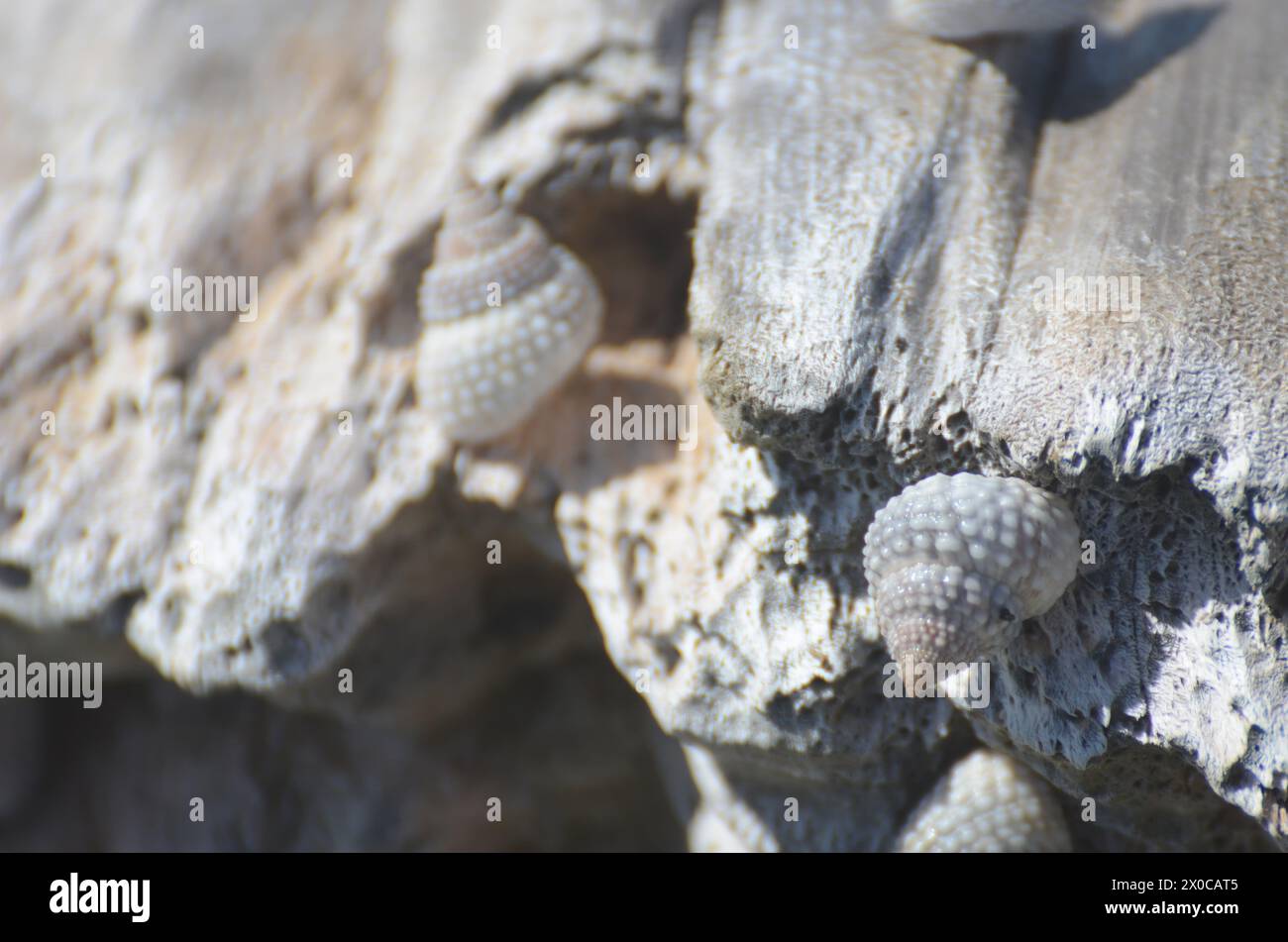 Ein Haufen Muscheln auf einem Holzstamm. Die Schalen haben unterschiedliche Größen und Farben. Der Stamm ist braun und hat eine raue Textur. Die Szene vermittelt ein Gefühl von Natu Stockfoto