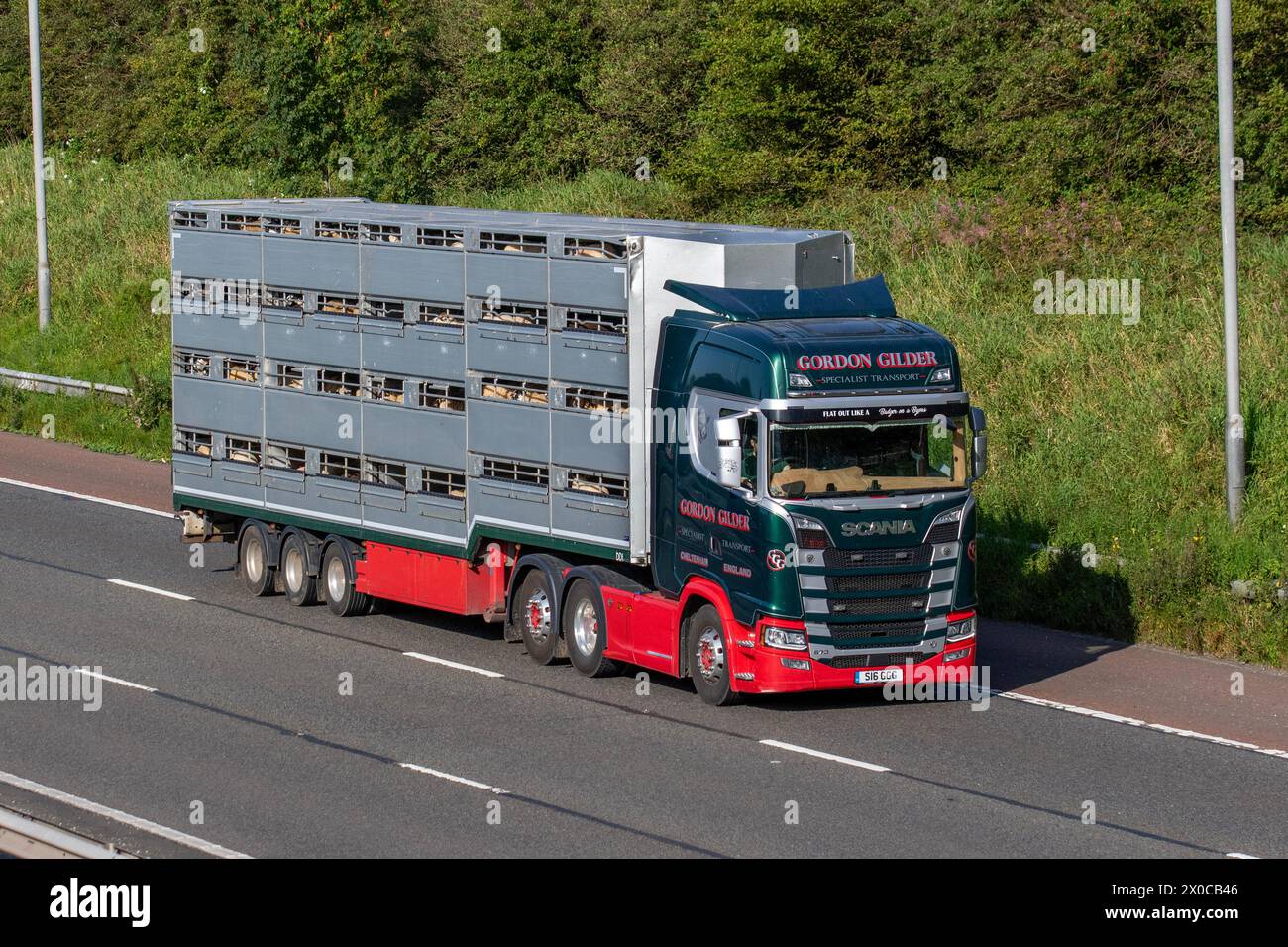 Gordon Gilder Scania 2018 S-Serie Animal Farm Transport; Autofahrt auf der Autobahn M6, Großbritannien Stockfoto