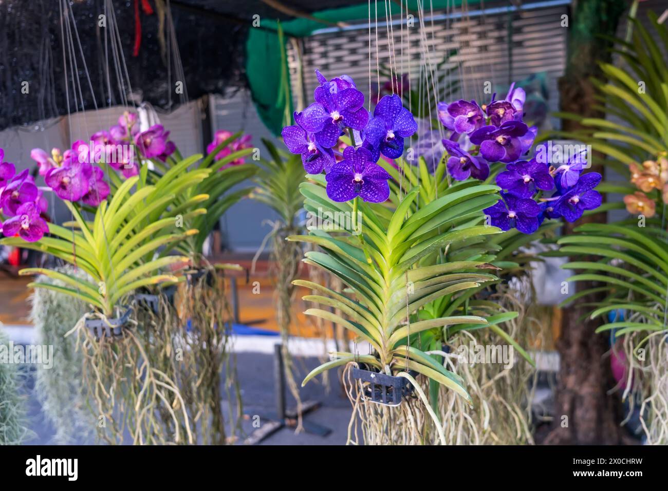 Wunderschöne vanda Orchidee kauft Orchideen mit wunderschönen Blumen und grünen Blättern. In einem Gartencenter werden viele verschiedene Farben gezeigt. Stockfoto
