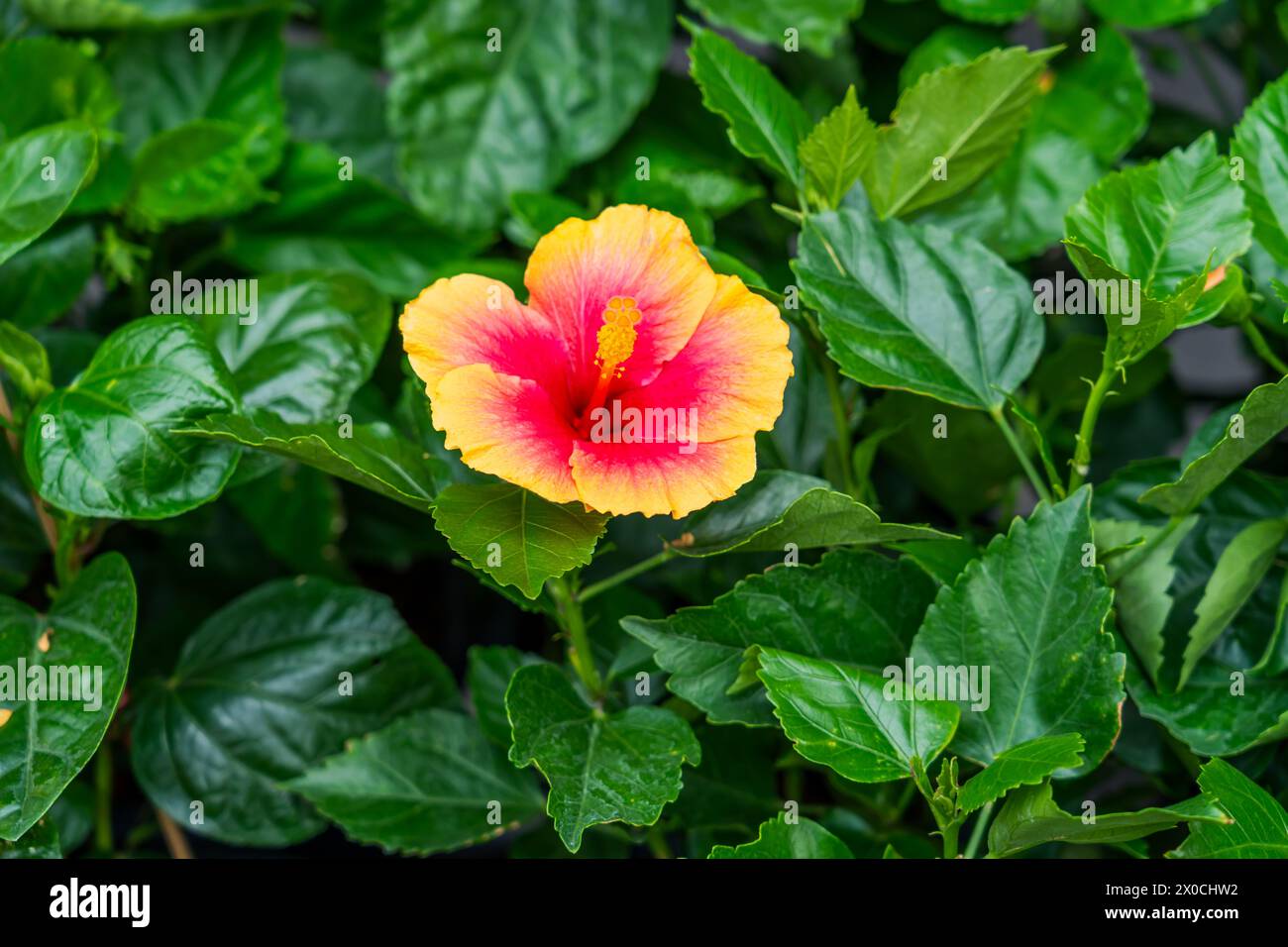 Hybridseltene Zuchtsträucher blühender gelblich-roter allein blühender Hibiskus-bunter Blüten Stockfoto