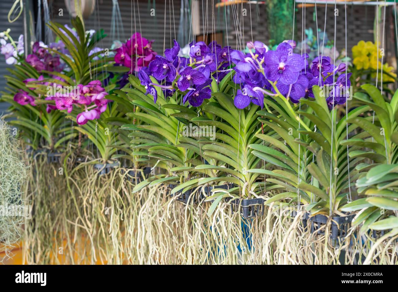 Wunderschöne vanda Orchidee kauft Orchideen mit wunderschönen Blumen und grünen Blättern. In einem Gartencenter werden viele verschiedene Farben gezeigt. Stockfoto