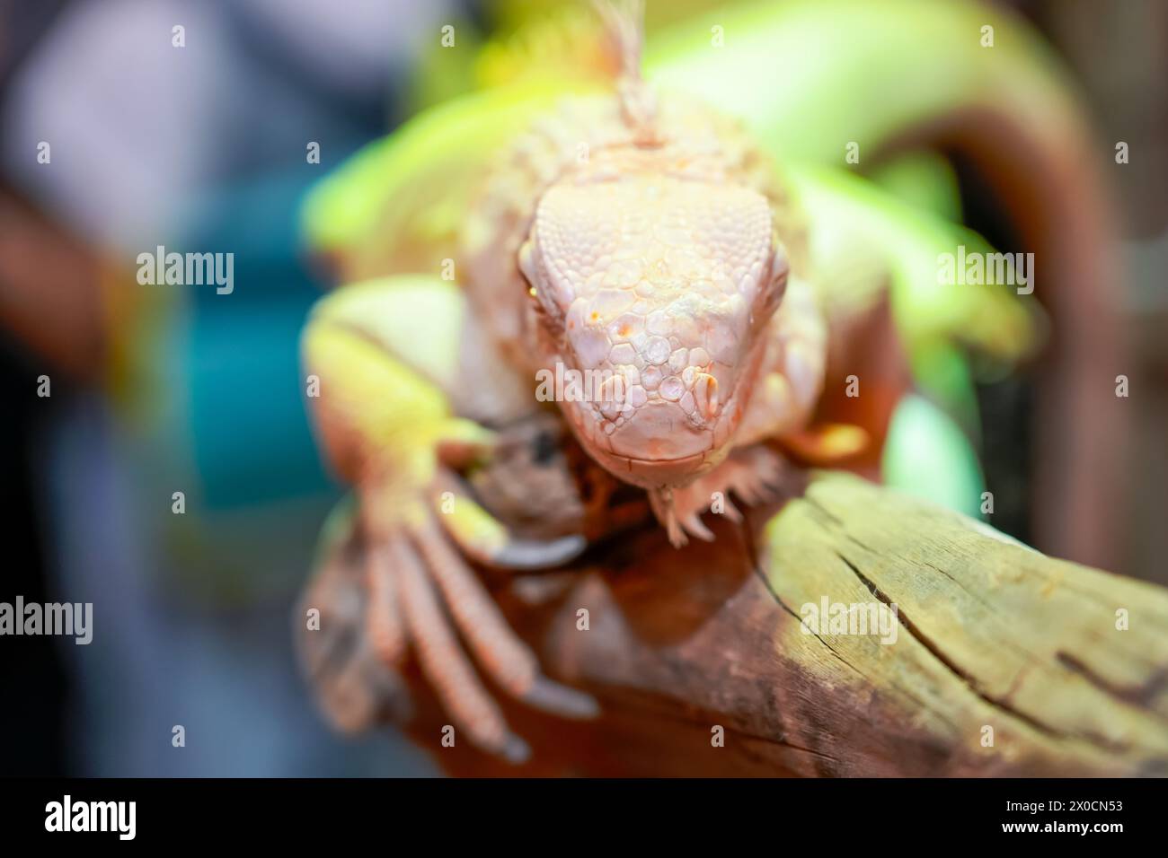 Weißes gelbes Eidechsenleguan mit orangen Augen leckt sich selbst und zeigt die Zunge Stockfoto