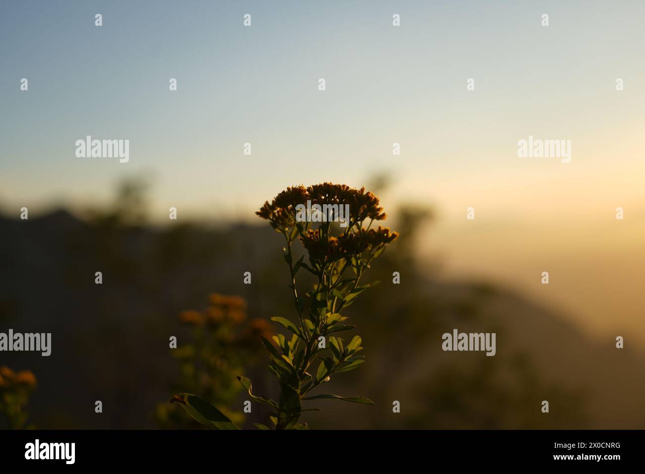 Orange Blume mit Sonnenuntergang im Hintergrund auf den Bergen Stockfoto