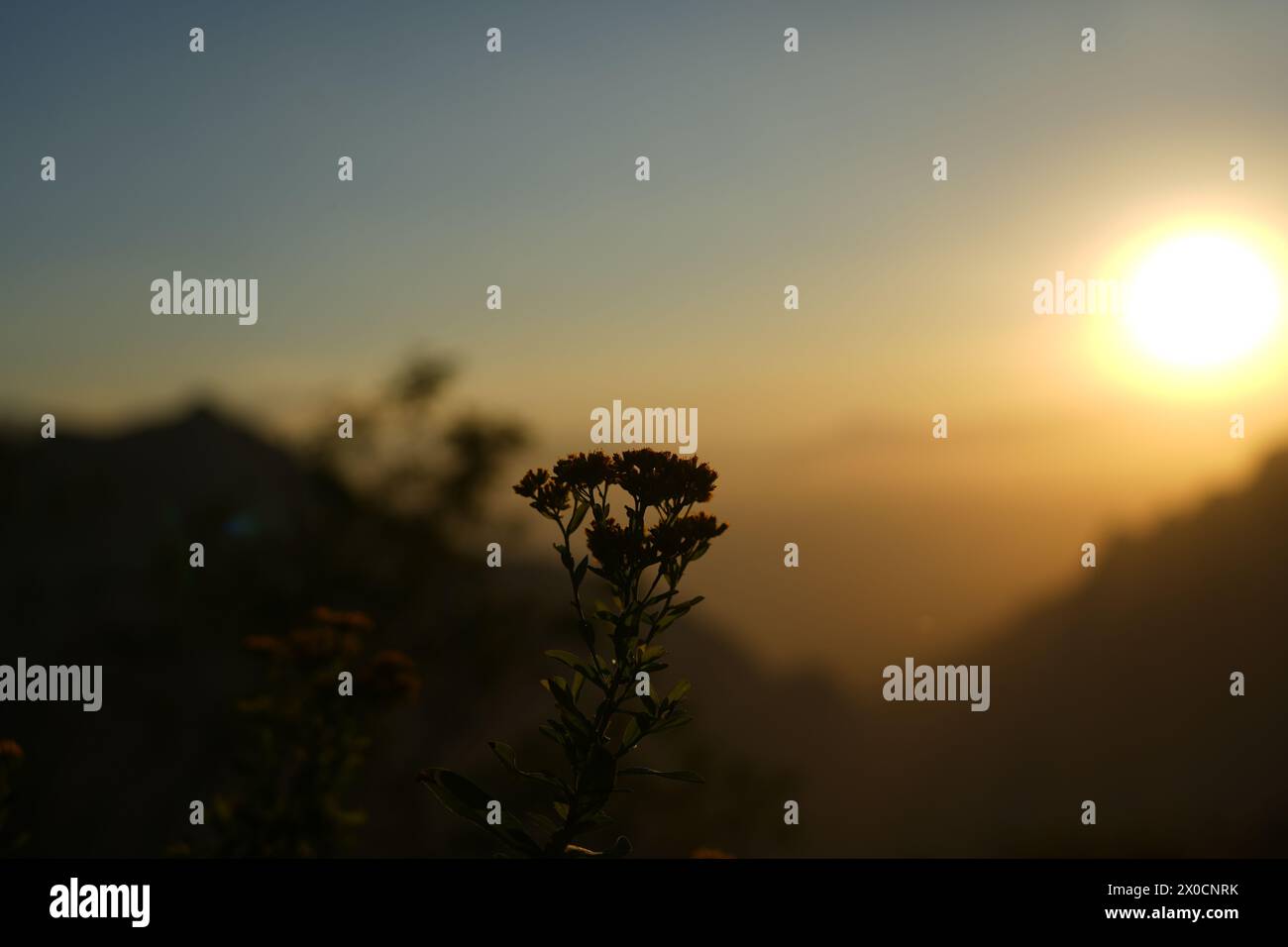 Orange Blume mit Sonnenuntergang im Hintergrund auf den Bergen Stockfoto