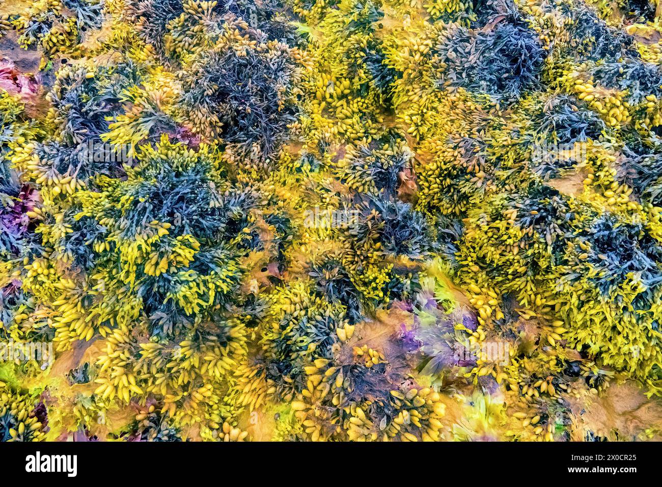 Wunderschöner Herbstmeergrund. Algen nach Ebbe, Dekoration des Meeres, etwas Farbsättigung Stockfoto