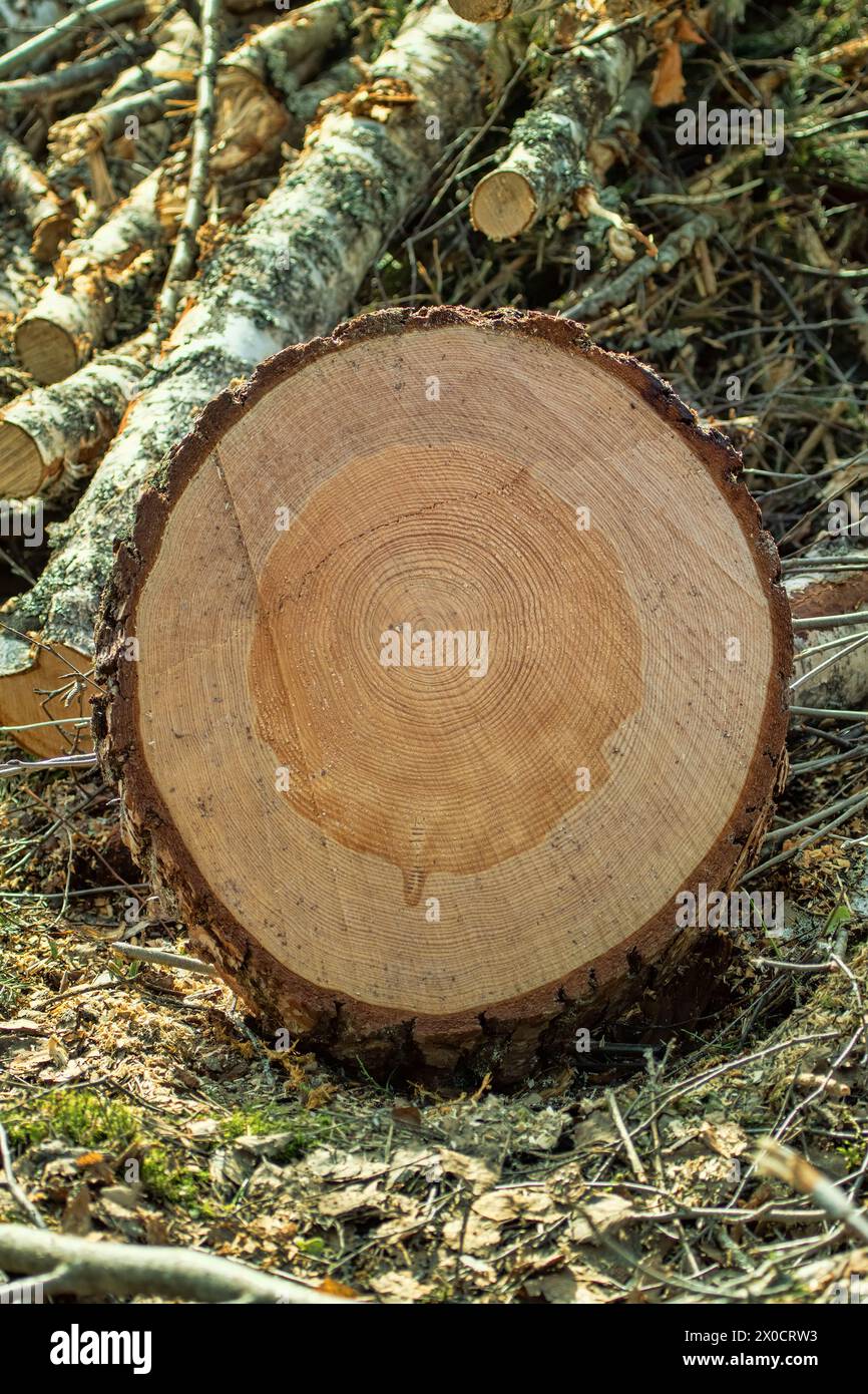 Schneiden Sie die Stämme einer gewöhnlichen Kiefer auf einer Holzfällerstelle ab, sägen Sie sie. Die Struktur des Holzes ist sichtbar (Splintholz, Kern usw.) Stockfoto