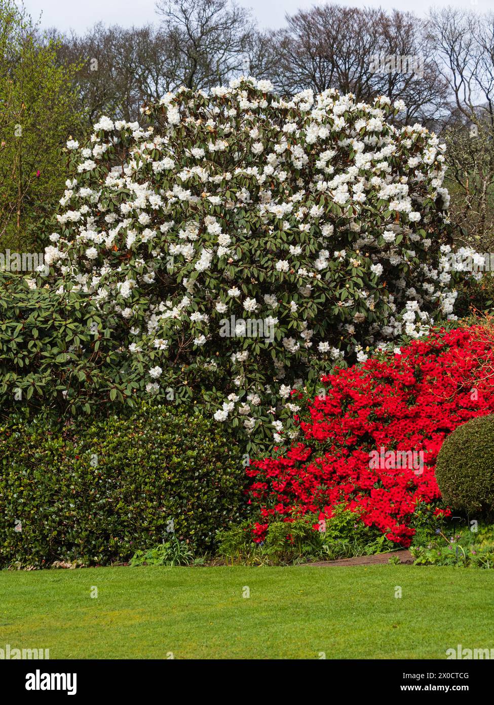 Kontrastfarbenes rotes Rhododendron „Elizabeth“ und weißes R. „Sir Charles Lemon“ im Garden House, Devon, Großbritannien Stockfoto